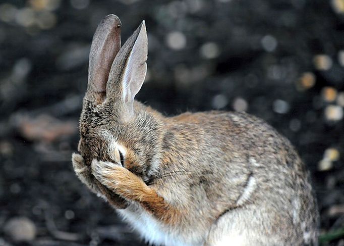 Finalisté fotosoutěže Comedy Wildlife Photography Awards 2018