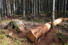 V lesích na Vysočině kvůli suchu přibývá poškozeného dřeva. K obnově by pomohlo hodně sněhu v zimě