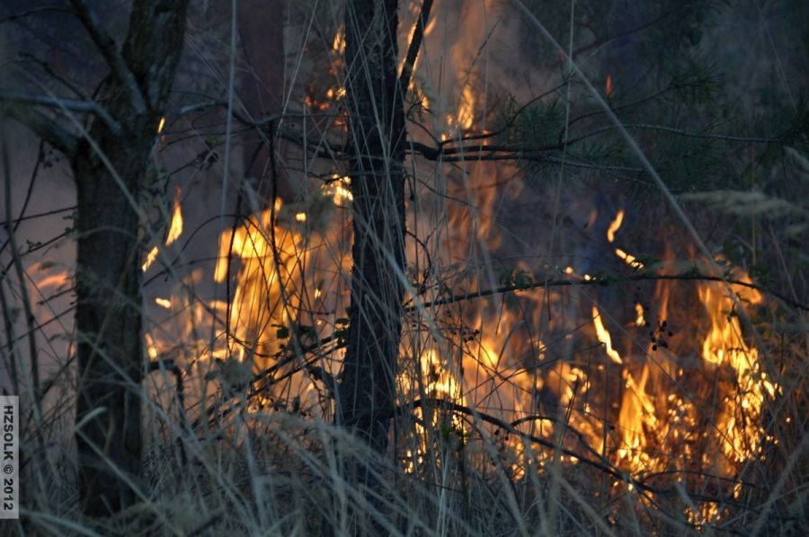 Požár lesa Přemyslovice