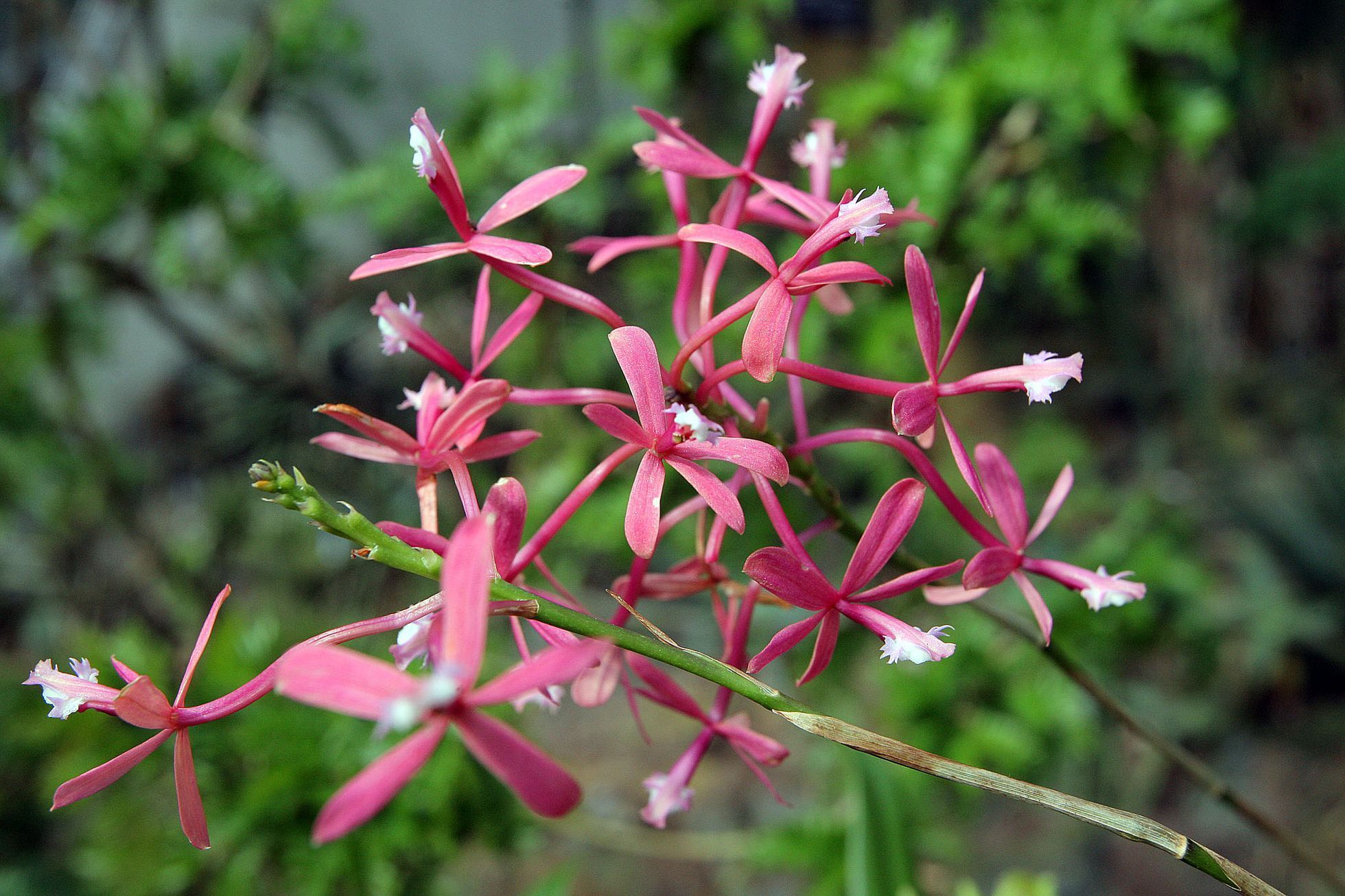 Orchideje v botanické zahradě