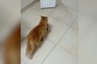 Toulavá turecká kočka vzala koťata k veterináři. Úplně nás to dojalo, tvrdí klinika