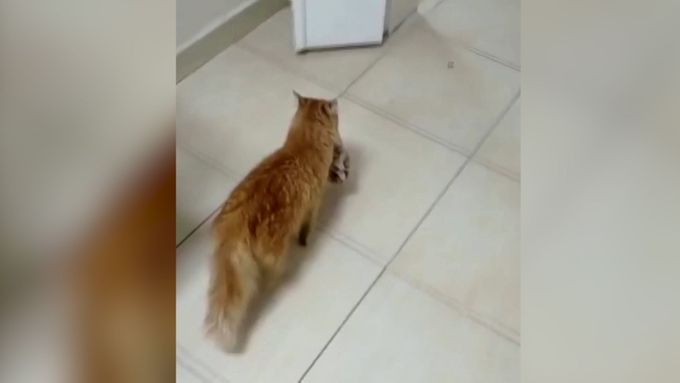 Starostlivá kočka sama přinesla svá koťata k veterináři. Ten je hned ošetřil.