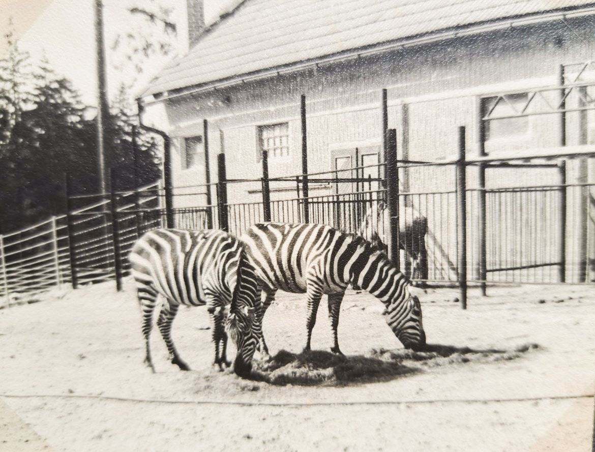 ZOO Liberec, zoo, zoologická zahrada, Liberec, historie, výročí, Domácí