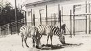 ZOO Liberec slaví 120 let od svého vzniku. Podívejte se na historické momenty a vývoj nejstarší zoologické zahrady v českých zemích od jejího založení v roce 1904.