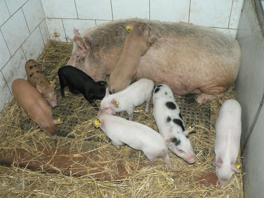 Liběchov - Pigmod - miniprasata