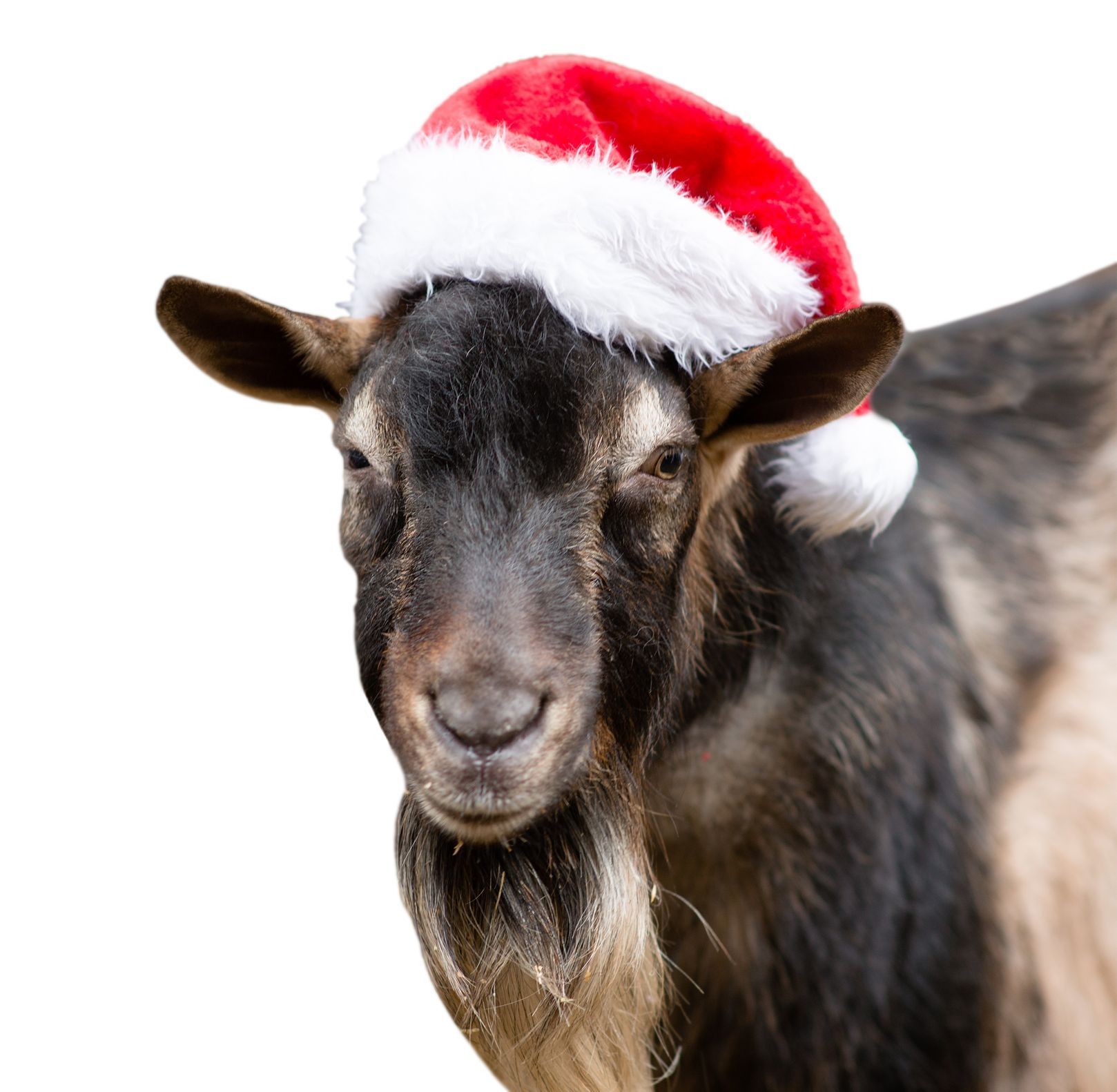 Koza ve vánočním