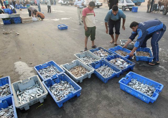 Gaza přístav ryby