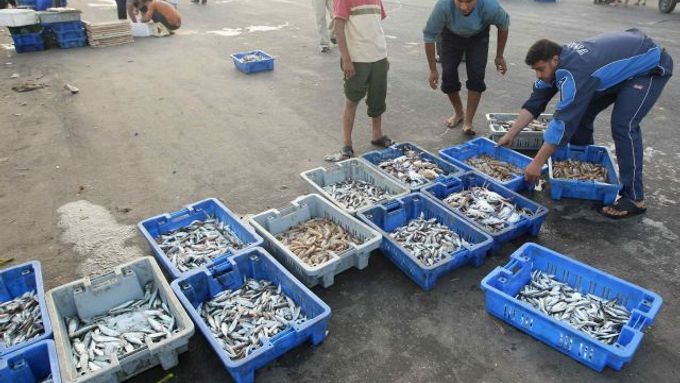 Ryby na tržišti v Gaze.