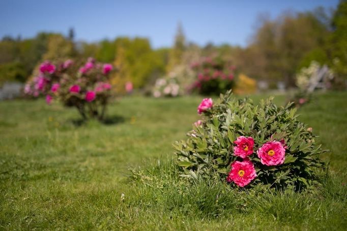 Botanická zahrada v Praze.