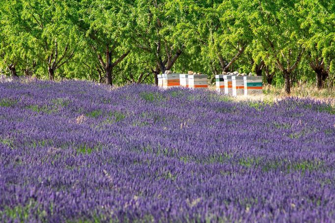 Levandulová pole v Provence