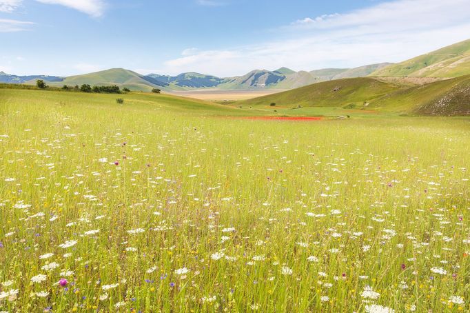 Rozkvetlé louky v okolí Castelluccia di Norcia, Itálie