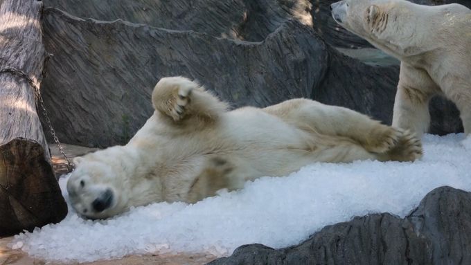 Zoo Praha připravila některým ledním mědvědům led k ochlazení, nabízí zlevněné vstupné