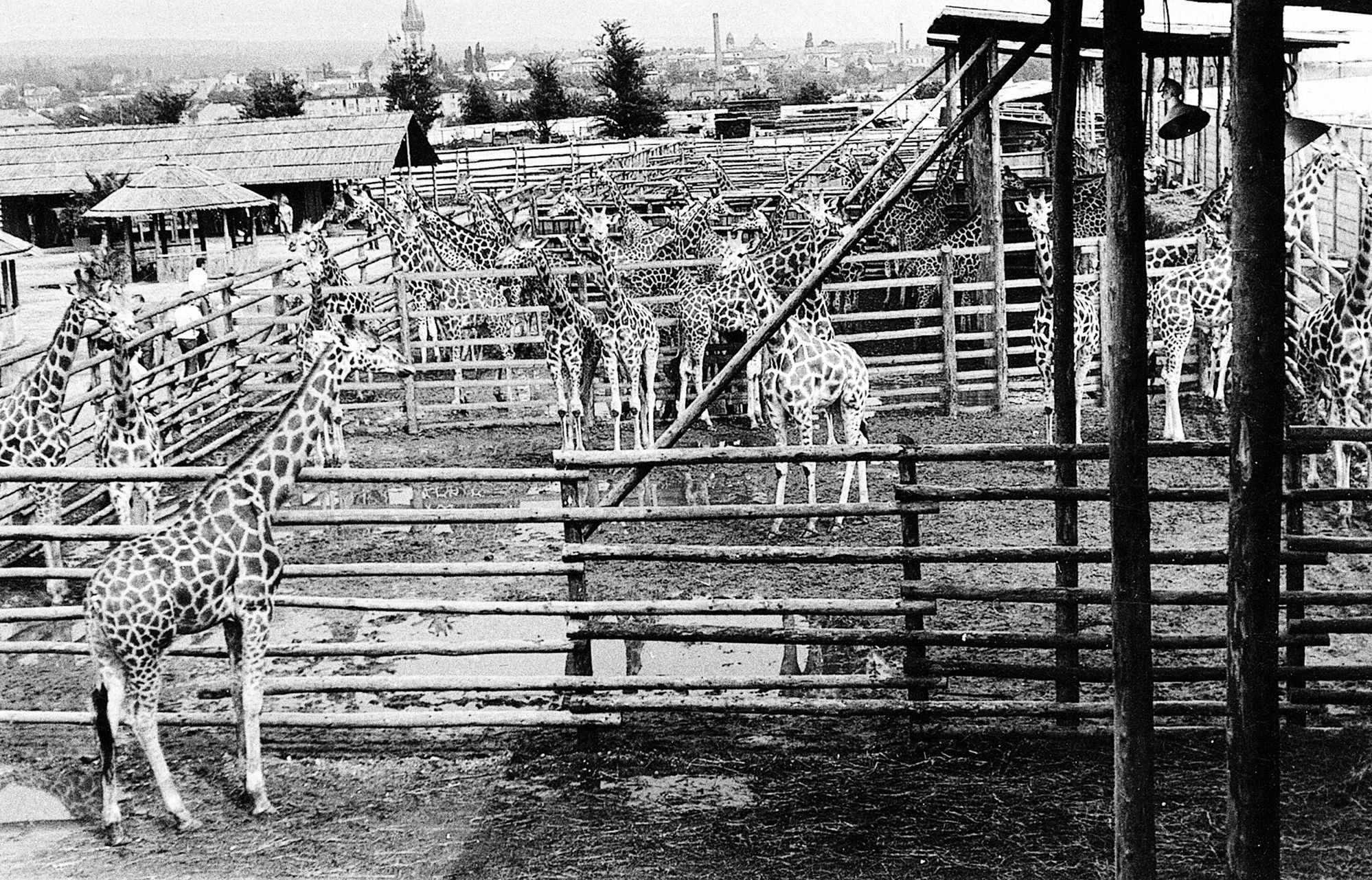 Jednorázové užití / Fotogalerie / ZOO Dvůr Králové je tu už 75 let. Podívejte se na snímky z její historie