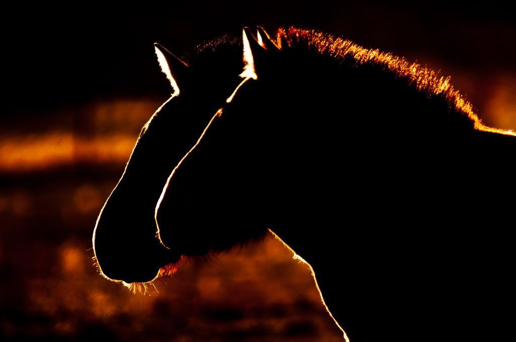 Koně Převalského v Mongolsku