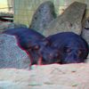 ZOO 3D