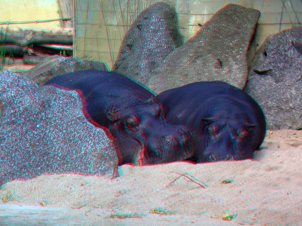 ZOO 3D