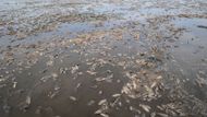 Uhynulé ryby v Kachovské nádrži.