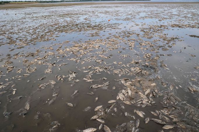 Uhynulé ryby v Kachovské nádrži.