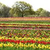 Tulipány