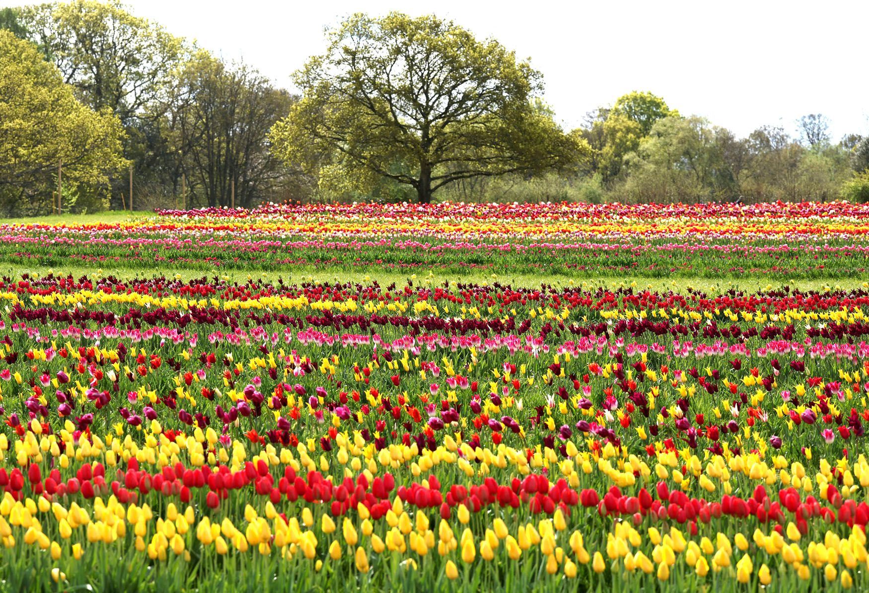 Tulipány