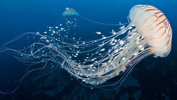 Medúzy čtyřhranek, mořských tvorů ze třídy spadající pod žahavce, mění své chování na základě předchozích zkušeností, ačkoliv nemají centrální mozek.