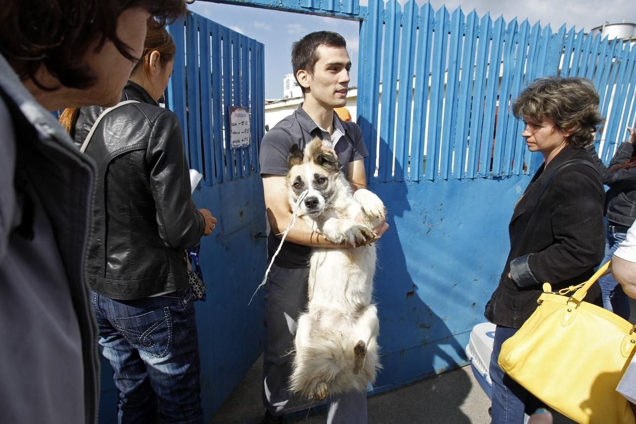 Pes - Bukurešť - útulek - adopce - likvidace