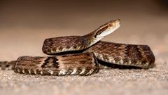 Křovinář žararaka (Bothrops jararaca) je jedovatý had.