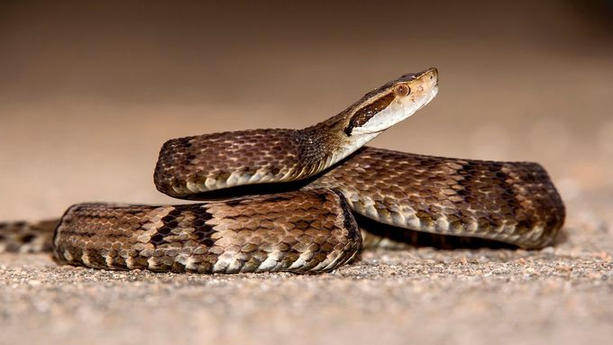 Křovinář žararaka (Bothrops jararaca) je jedovatý had.