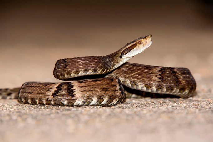 Křovinář žararaka (Bothrops jararaca) je jedovatý had.