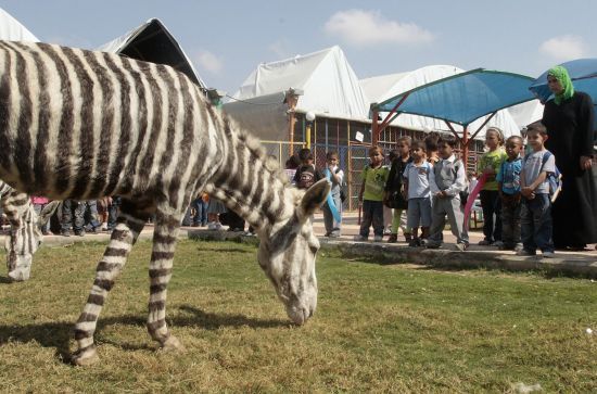 Oslice z Gazy přemalované na zebry