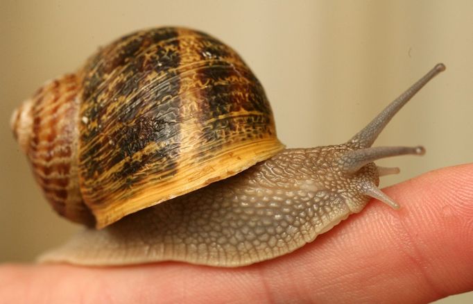 Helix aspersa maxima roste rychleji než jeho zahradní příbuzný.