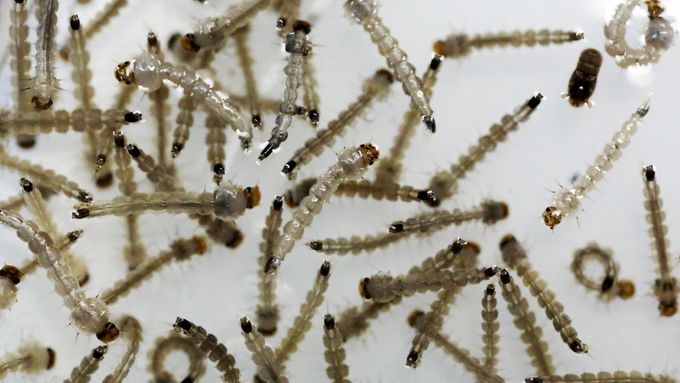 Larvy komára, který šíří žlutou zimnici i ziku