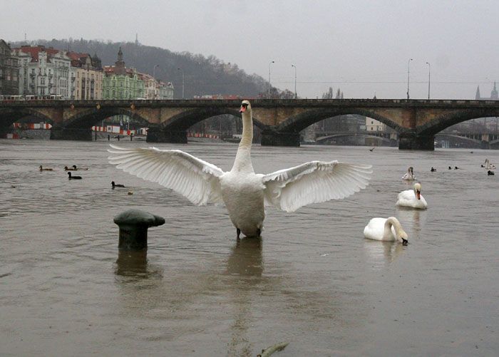 Zatopená náplavka pod Palackého mostem v Praze