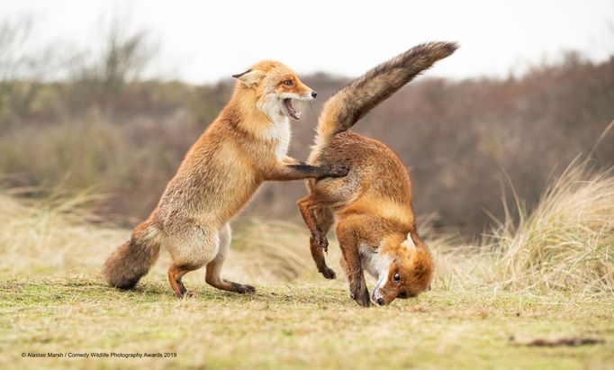 Finalisté soutěže Comedy Wildlife Photography Awards 2019