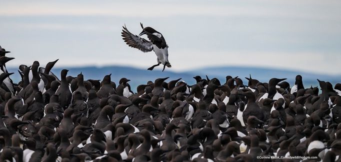 Finalisté soutěže Comedy Wildlife Photography Awards 2022