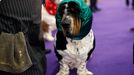 Westminster Kennel Club's Dog Show v New Yorku