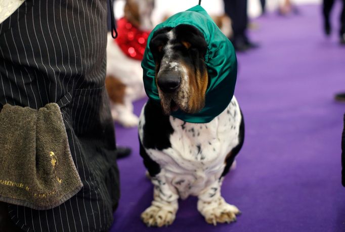 Westminster Kennel Club's Dog Show v New Yorku