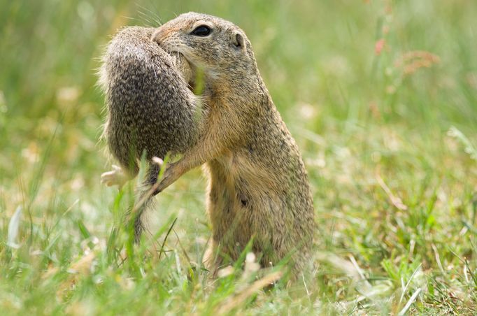 Syslové objektivem fotografa Jana Pelcmana