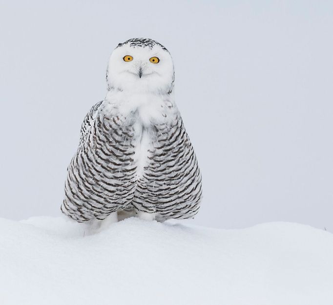 Finalisté Comedy Wildlife Photography Awards 2023