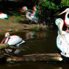 ZOO 3D