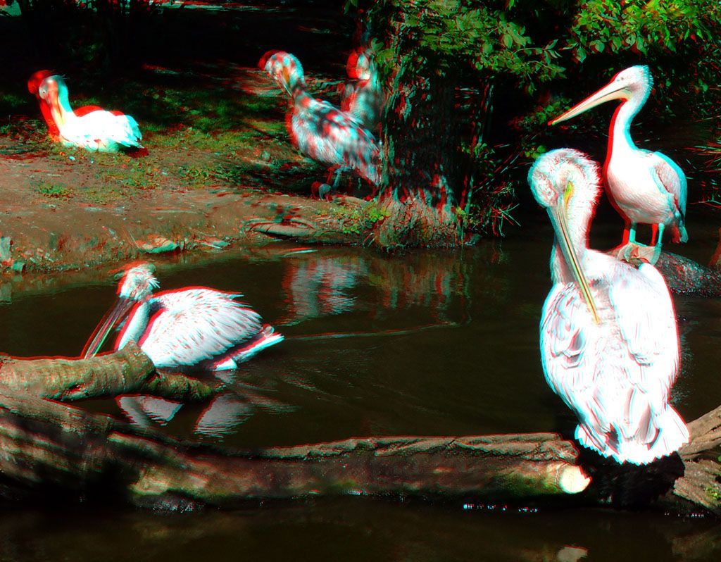 ZOO 3D