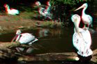 Marniví pelikáni se ukázali jako vhodný objekt pro 3D fotografování.