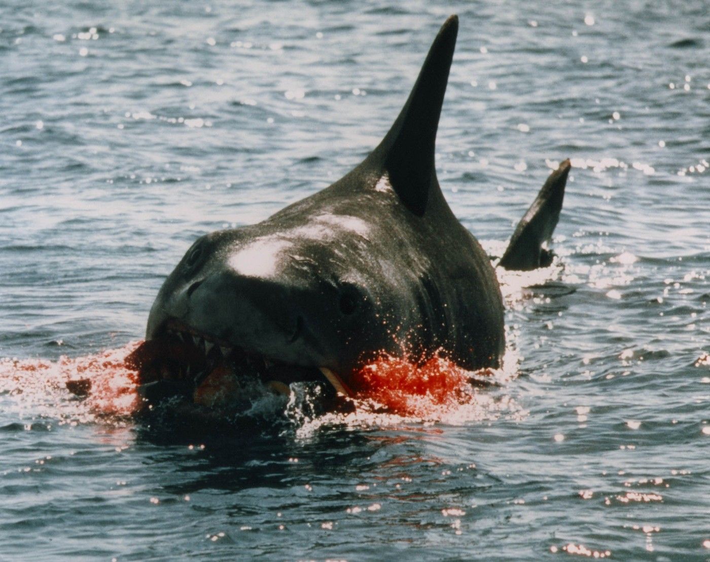 žralok čelisti spielberg