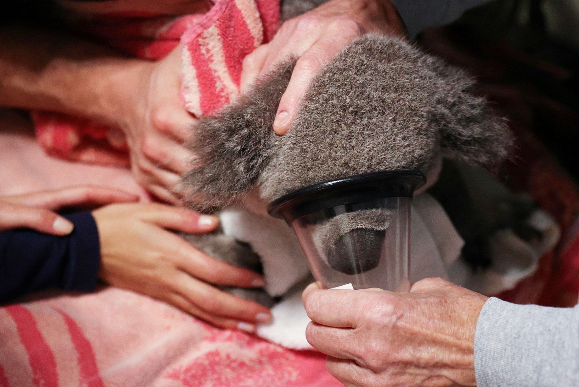 Jednorázové užití / Fotogalerie / Spása koal, která vám zachrání den