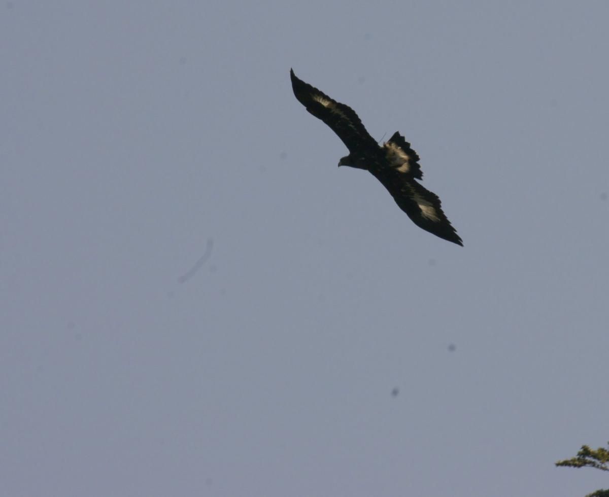 Orel skalní - vypouštění 2011