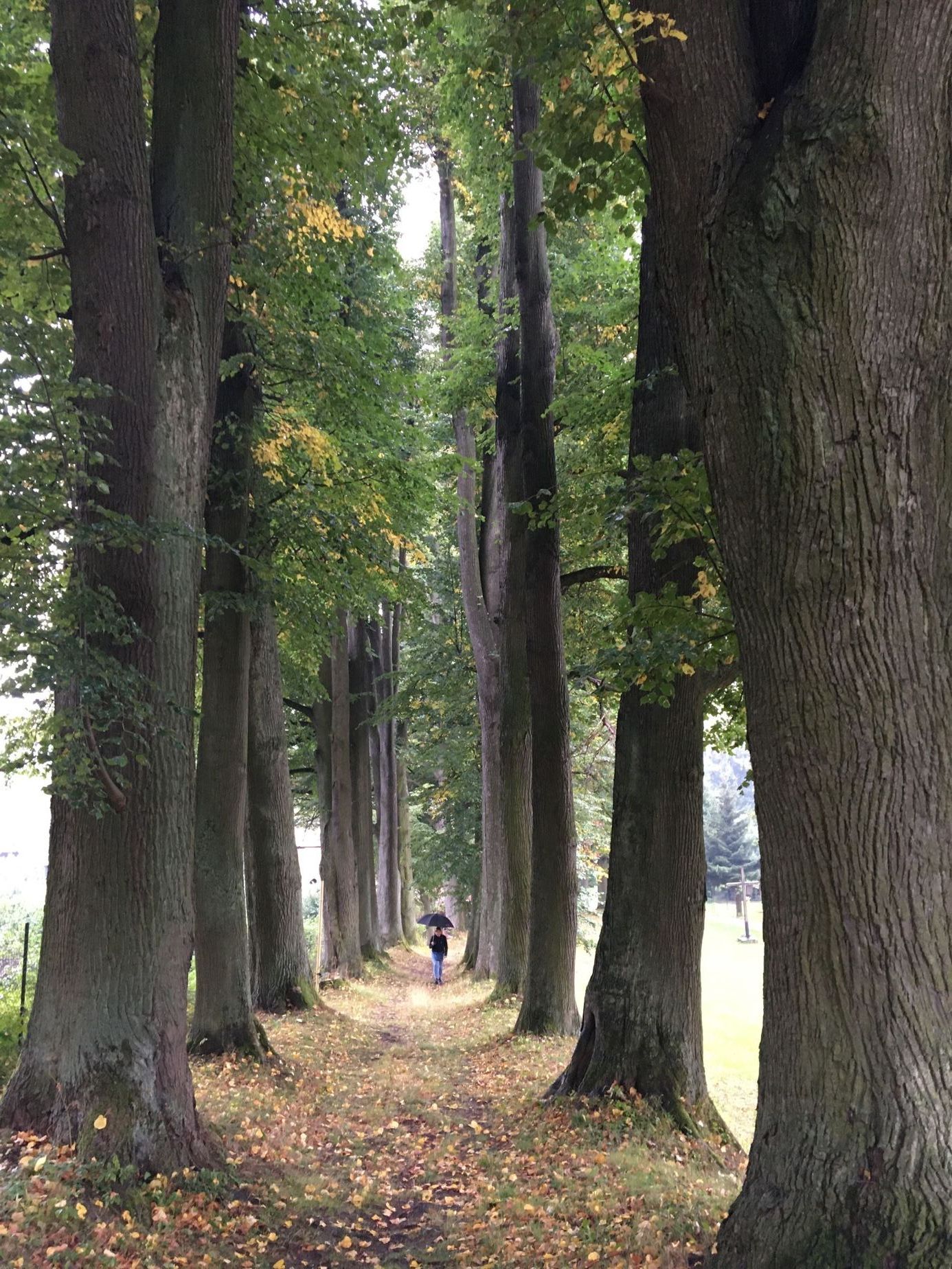 Soutěžní snímky Alej roku 2022