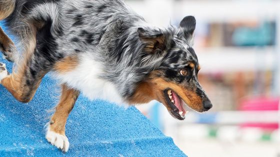 Místo koní skákali psi. Na parkurech v Chuchli měla party evropská špička agility