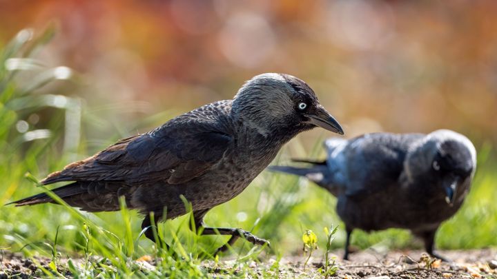 Kavky se při opouštění hnízdišť rozhodují demokraticky, tvrdí vědci z Británie; Zdroj foto: Shutterstock.com