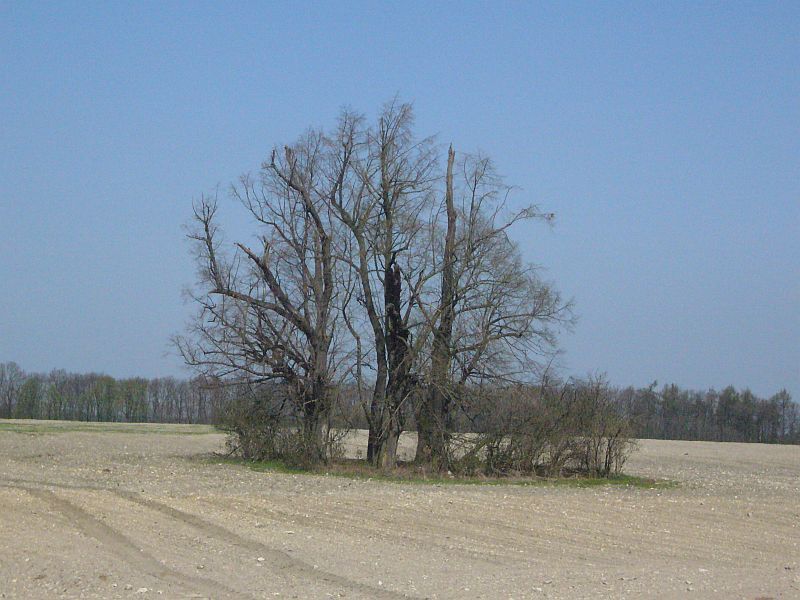 Stromy na poli