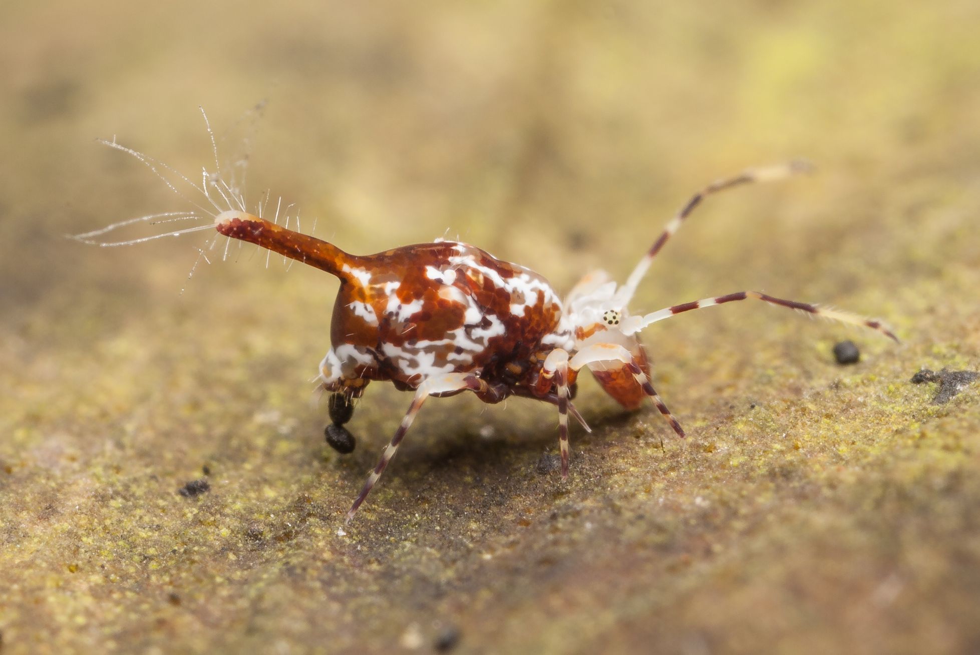 Chvostoskok (Collembola)
